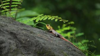 Chameleon or Indian Reptile