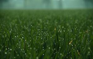 Closeup view of water Drips on Meadow Grass