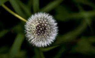 white Flower Garden blur