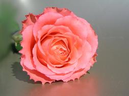 rose with delicate pink petals in a blurred background