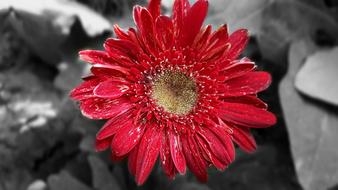 red Flower Flora at Nature