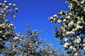 Spring Fruit Trees