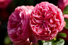 pink Flower Rose Plants