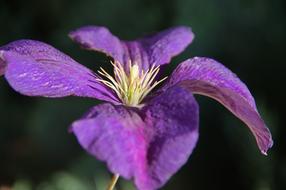 Colored Purple Iris Different flower