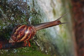 brown snail in dew drops close up in blurred background
