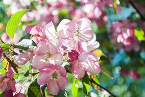 Close-up of the beautiful and colorful flowers with green leaves, on the branches, in sunlight