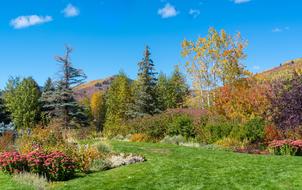 Vail Colorado Foliage nature