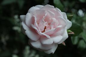 Pink Rose Blossom