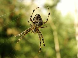 Spiders Web Arachnid insect