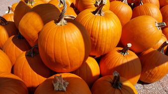 bright pumpkins in light and shade