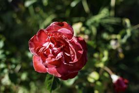 Rose Red Flower