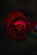 dark Macro photo of Rose Flower