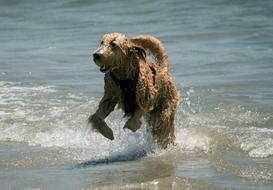 wet retriever dog runs through water