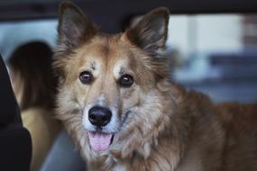 Cute Animals Dog in car