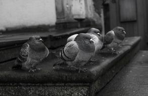 Black and white photo of the beautiful and cute doves in the city in Poland