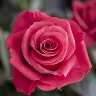 Flower Pink Rose blossom