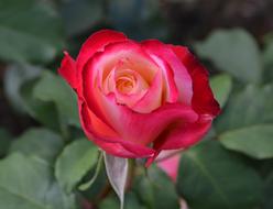 Rose Pink Flower