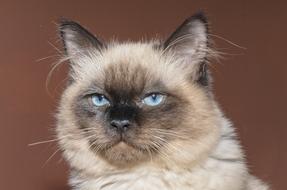 Cat Kitten with blue eyes