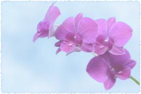 orchids greeting card postcard