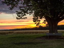 big tree on the background of sunset at dusk