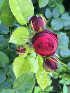 red Rose, shrub with Flower and Buds
