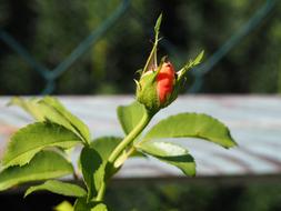 red rose bud outdoor at blur background