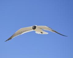 black-headed gull high in the sky