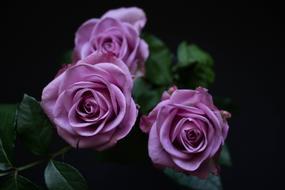 flowers rose purple green leaf