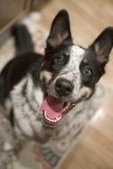 Portrait of the cute and beautiful, black and white Australian Shepherd dog