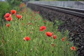 Red Poppies, flowers Near Railway