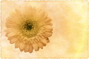 flower on vintage paper background