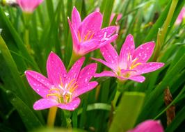Flower Pink and green leaf