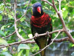 Colorful, cute and beautiful macaw parrot on the branch, among the plants