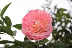Pink Rose Flower