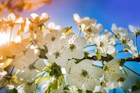 Apple Blossom Colorful