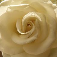 Close-up of the beautiful, blooming, cream and white rose flower in shadow and light