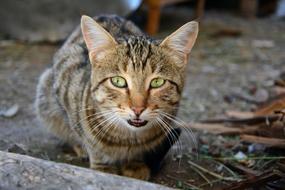 domestic cat with green eyes on a blurred background