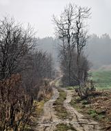 Landscape of foggy Way in countryside