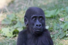 cute Gorilla at Zoo