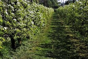 flowering bushes and green path