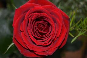 red Rose Flower bud at nature