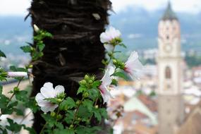 view from behind a tree on historical architecture in a blurred background