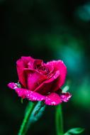 Rose Pink Flower