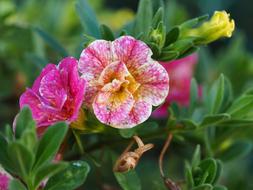 pink green Flower Garden
