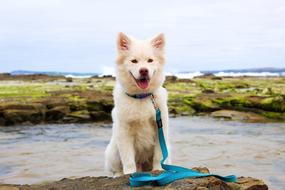 Dog Puppy Beach