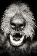 Black and white portrait of the cute and beautiful, fluffy dog in light