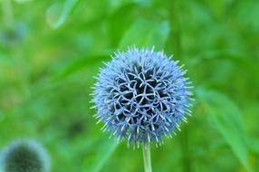 Violet Round plant close-up on a blurred background