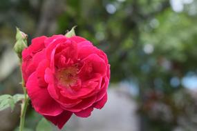rose Flower Nature