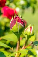 Rose Red Flower