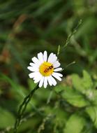 Close-up of the beautiful, yellow and white flower with the insect, among the green plants